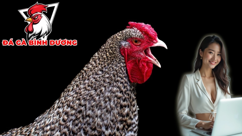 Lợi Ích Và Thách Thức Của Gà Đá Cựa Dao Bình Dương