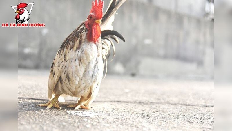 Bí quyết chăm sóc và huấn luyện giống gà cựa tròn