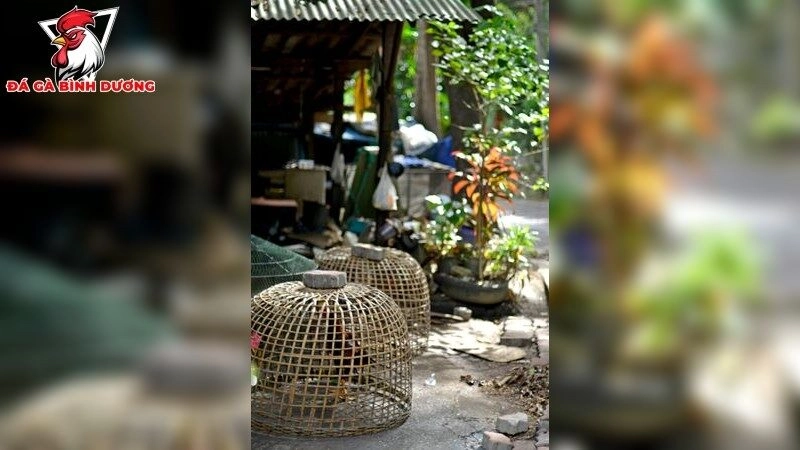 Các dòng gà chọi nổi tiếng – Bí quyết chọn lựa đẳng cấp 2025