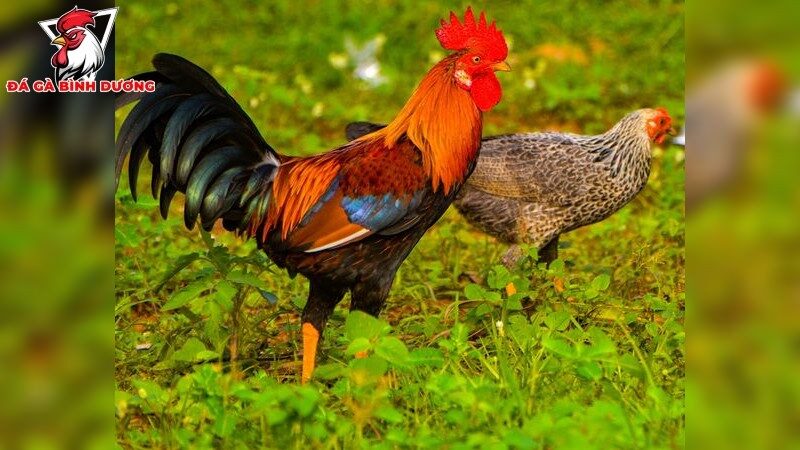 Cách chăm sóc và đào tạo