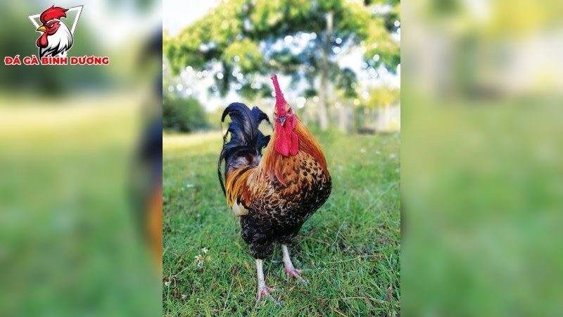 Cách chọn Thức ăn cho gà đá sung sức