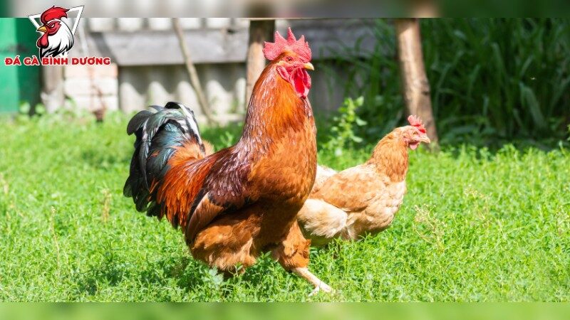 Cách Chữa Bệnh Đi Ngoài Phân Xanh Phân Trắng Ở Gà Đá Nhanh Chóng