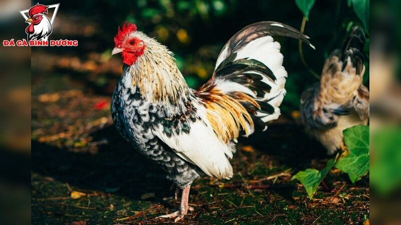Cách chữa gà đá bị sưng đầu hiệu quả