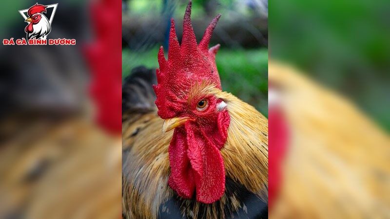 Cách phối trộn thức ăn cho gà đá