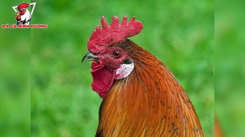 Cách tăng sức đề kháng cho gà đá trước trận đấu
