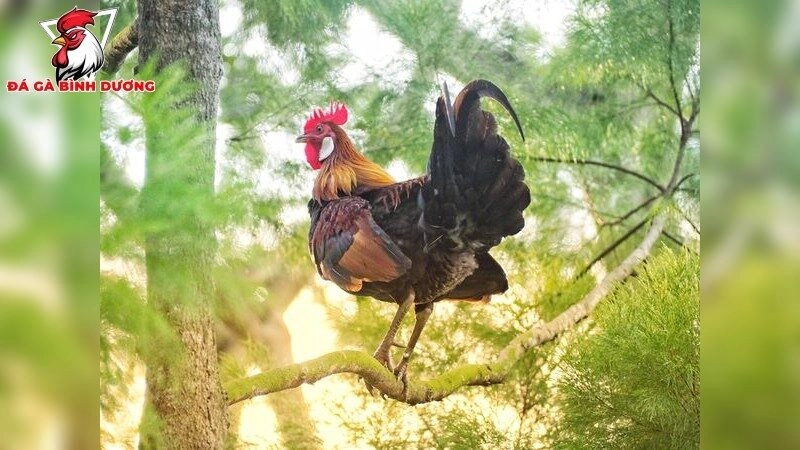 Gà đá bị khò khè khó thở – Cách xử lý nhanh