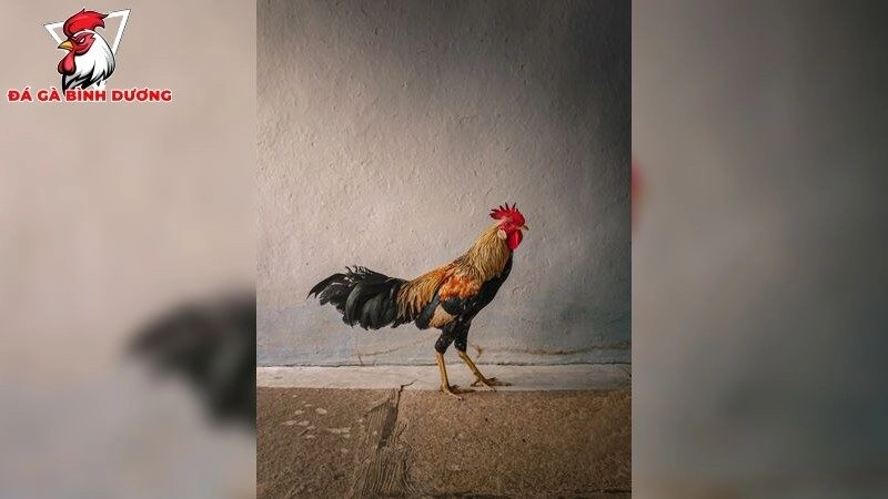 Gà đá bị sưng phù đầu – Nguyên nhân và cách chữa