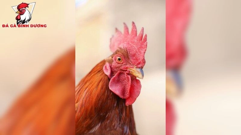 Giống đá gà thomo bo lớn bền bỉ – Tuyệt chiêu đá gà không giới hạn 2025
