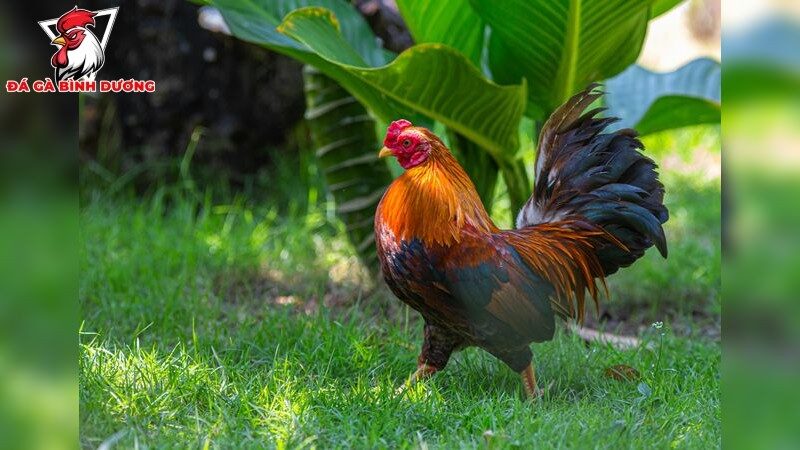 Huấn luyện và chăm sóc gà: Bí quyết không thể bỏ qua