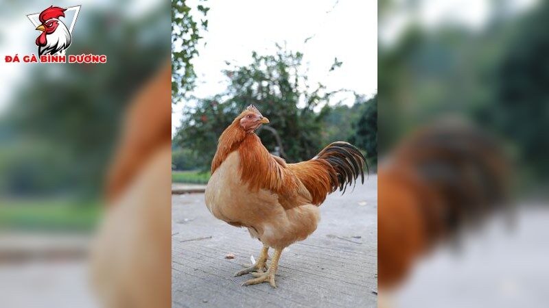 Kinh nghiệm chọn gà đá từ các cao thủ