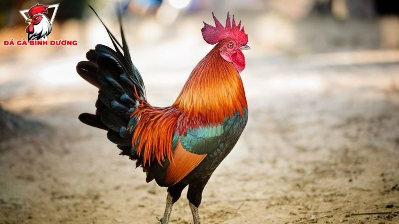 Làm thế nào để phòng ngừa bệnh đường ruột cho gà đá?