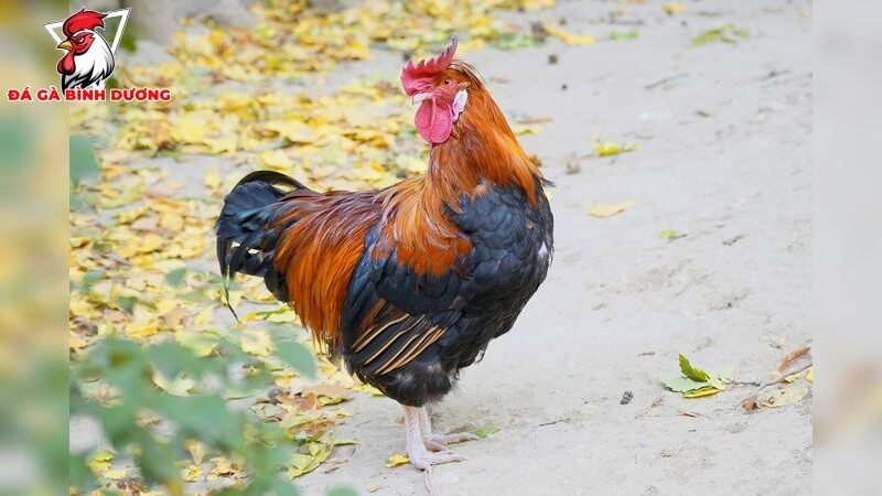Lợi ích khi chọn đúng giống gà