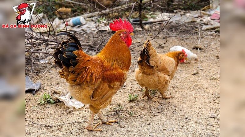 Lợi ích vượt trội của chế độ ăn tự nhiên