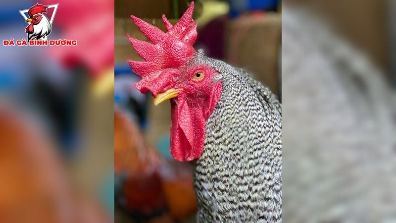 Nguyên nhân và triệu chứng của bệnh nấm diều