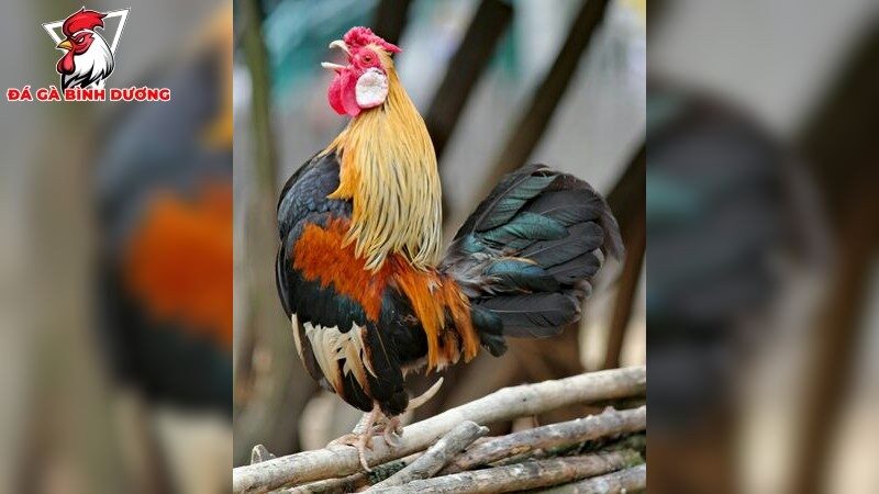 Phương pháp tập luyện hiệu quả cho gà đá
