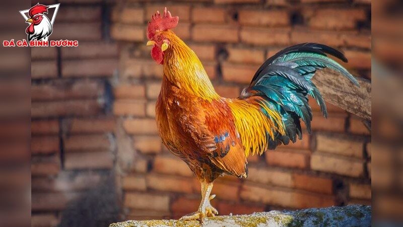 Thức ăn giúp gà mau lớn và dinh dưỡng tối ưu